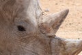 A white rhinoceros or square-lipped rhinoceros Ceratotherium simum eye and horn Royalty Free Stock Photo