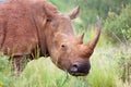 The white rhinoceros or square-lipped rhinoceros Ceratotherium simum,female portrait