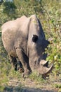 The white rhinoceros or square-lipped rhinoceros Ceratotherium simum is staying in bush.Big male covered with mud Royalty Free Stock Photo