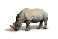 White rhinoceros square-lipped rhinoceros inhabiting South Africa on white background, rhino in wildlife Royalty Free Stock Photo