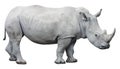 White rhinoceros, square-lipped rhinoceros isolated on white background Royalty Free Stock Photo