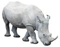 White rhinoceros, square-lipped rhinoceros isolated on white background Royalty Free Stock Photo