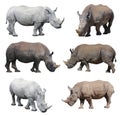 White rhinoceros, square-lipped rhinoceros isolated on white background Royalty Free Stock Photo