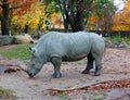 The white rhinoceros or square-lipped rhinoceros is the largest extant species of rhinoceros. Royalty Free Stock Photo