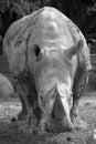 The white rhinoceros or square-lipped rhinoceros is the largest extant species of rhinoceros. Royalty Free Stock Photo