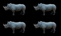 The white rhinoceros or square-lipped rhinoceros is the largest extant species of rhinoceros Royalty Free Stock Photo