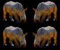 The white rhinoceros or square-lipped rhinoceros is the largest extant species of rhinoceros. Royalty Free Stock Photo