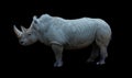 The white rhinoceros or square-lipped rhinoceros is the largest extant species