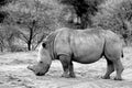 White Rhinoceros standing in the bush in Erindi reserve - Namibia in black and white Royalty Free Stock Photo