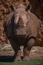 White rhinoceros stands looking straight at camera