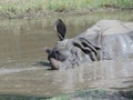 a white rhinoceros stands in the water during a hot summer day. Rhino in the water