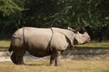 White rhinoceros stay at grass, India