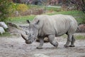 White rhinoceros Royalty Free Stock Photo