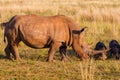 White rhinoceros in Entabeni game reserve