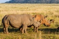 White rhinoceros in Entabeni game reserve