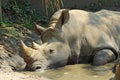 White rhinoceros in a wallow at the Indianapolis Zoo Royalty Free Stock Photo