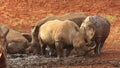 White rhinoceros wallowing in mud