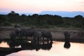 White Rhinoceros At Water Hole Royalty Free Stock Photo