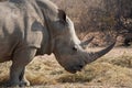 White Rhinoceros in Waterberg Wilderness Private Reserve, Namibia Royalty Free Stock Photo