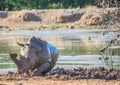 White Rhinoceros at a waterhole at Hlane Royal National Park Royalty Free Stock Photo