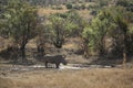 White rhinoceros at a waterhole at Pilanesberg National Park, South Africa Royalty Free Stock Photo