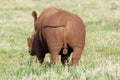 White rhinoceros, South Africa Royalty Free Stock Photo