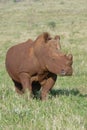 White rhinoceros, South Africa Royalty Free Stock Photo