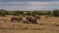 White Rhinoceros Royalty Free Stock Photo