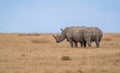 White Rhinoceros, Royalty Free Stock Photo