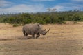 White Rhinoceros, Royalty Free Stock Photo