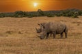 White Rhinoceros Royalty Free Stock Photo