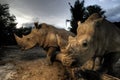 White rhinoceros Royalty Free Stock Photo