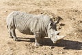 White rhinoceros in the wild Royalty Free Stock Photo