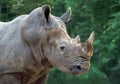 White rhinoceros in the wild. Royalty Free Stock Photo