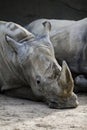 White rhinoceros in a zoo who looks sad Royalty Free Stock Photo