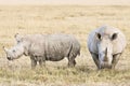 White Rhinoceroses Royalty Free Stock Photo