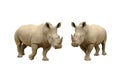 White rhinocerous Royalty Free Stock Photo