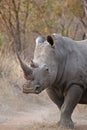 White Rhinocerous Royalty Free Stock Photo