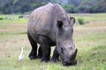 White Rhinocerous Royalty Free Stock Photo