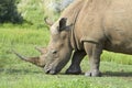 White rhinocerous feeding Royalty Free Stock Photo