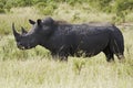 White rhinocerous grazing Royalty Free Stock Photo
