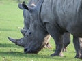 White Rhinocerous grazing on grass Royalty Free Stock Photo