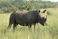 A white rhinocerous Royalty Free Stock Photo