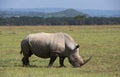 White Rhinocerous, Witte neushoorn, Ceratotherium simum