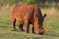 White Rhinocerus Royalty Free Stock Photo