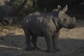 White rhinocerus Young calf at Pilanesberg National Park Royalty Free Stock Photo