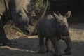 White rhinocerus Young calf at Pilanesberg National Park Royalty Free Stock Photo