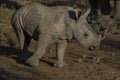 White rhinocerus Young calf at Pilanesberg National Park Royalty Free Stock Photo