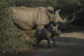 White rhinocerus Young calf at Pilanesberg National Park Royalty Free Stock Photo