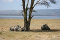 White rhinos